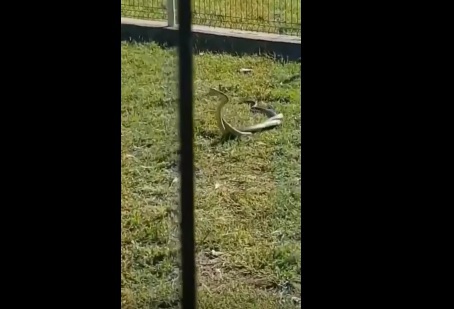 Imaginea articolului Şerpi într-un parc plin cu copii, în Calafat. VIDEO
