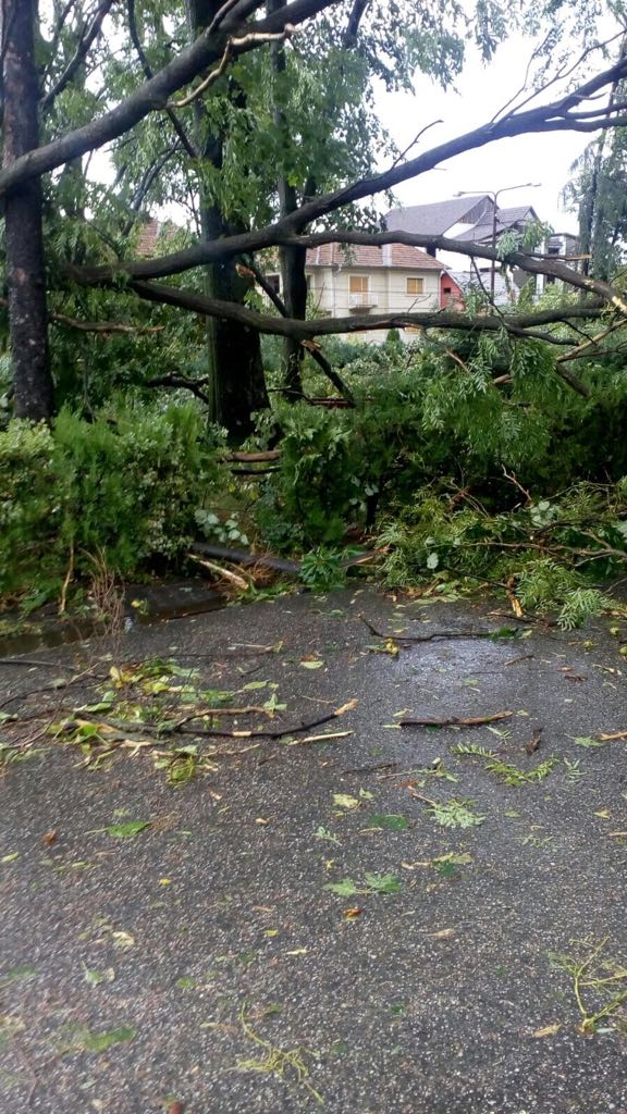 Imaginea articolului Copaci căzuţi peste maşini, în mai multe zone din Craiova, din cauza vântului puternic