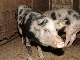 Imaginea articolului ANSVSA: Pesta Porcină africană, confirmată într-o gospodărie din Bihor. Porcii au fost sacrificaţi