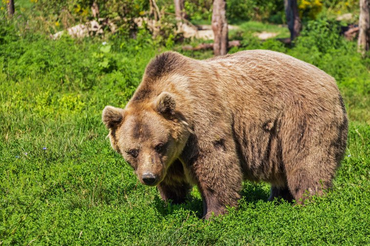 Imaginea articolului Nimeni nu-i doreşte. Ministrul Mediului: Urşii din România nu sunt la mare căutare în UE, nici măcar pentru grădinile zoologice