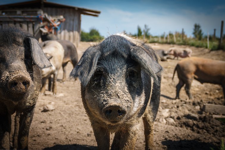 Imaginea articolului ANSVSA: Au fost confirmate 645 de focare de pestă porcină africană, în 9 judeţe din România