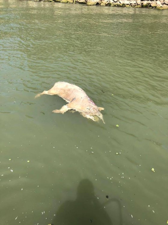 Imaginea articolului Imagini revoltătoare: Cadavre de porci plutesc pe Dunăre. Autorităţile avertizează: leşurile din apă sunt periculoase 
