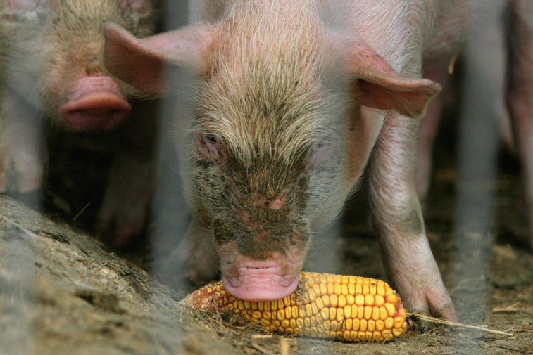 Imaginea articolului Care era numărul de porci înainte de declanşarea pestei porcine. Date oficiale prezentate astăzi