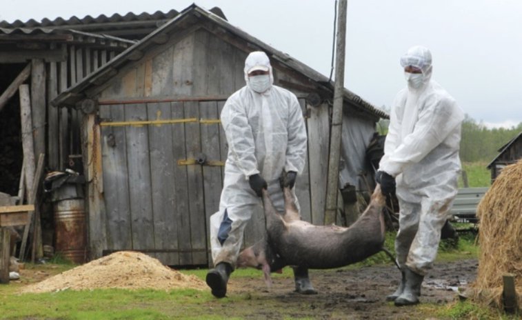 Imaginea articolului De ce s-au STINS focarele de pestă porcină africană în Transilvania?! De mintea şi mâna omului
