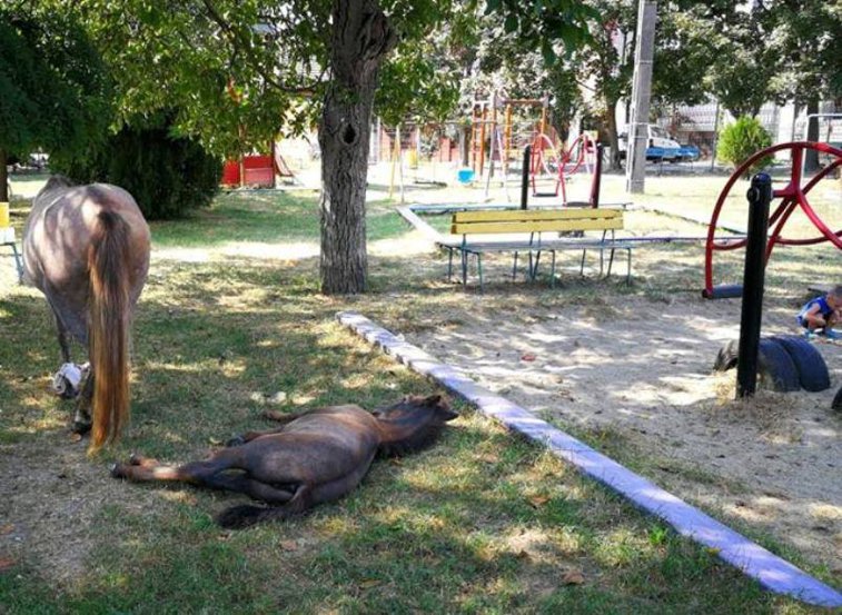 Imaginea articolului Anchetă după ce trei cai, posibil asfixiaţi într-un camion, au fost găsiţi morţi pe câmp. Sunt suspectate metode barbare de transport