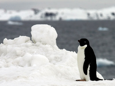 Imaginea articolului Pinguini şi foci la Zoo Braşov. Cele două specii inedite vor avea şi o casă de 3,6 milioane de euro