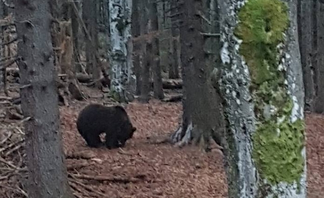 Imaginea articolului O ursoaică şi doi pui au fost filmaţi într-o pădure din Alba | VIDEO