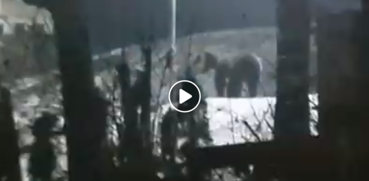 Imaginea articolului Urs filmat în timp ce se plimba pe lângă Spitalul din Miercurea Ciuc