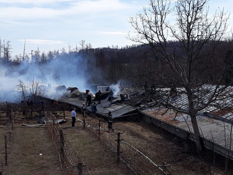 Imaginea articolului Peste 2.500 de pui au murit în urma unui incendiu izbucnit la o fermă din Vâlcea
