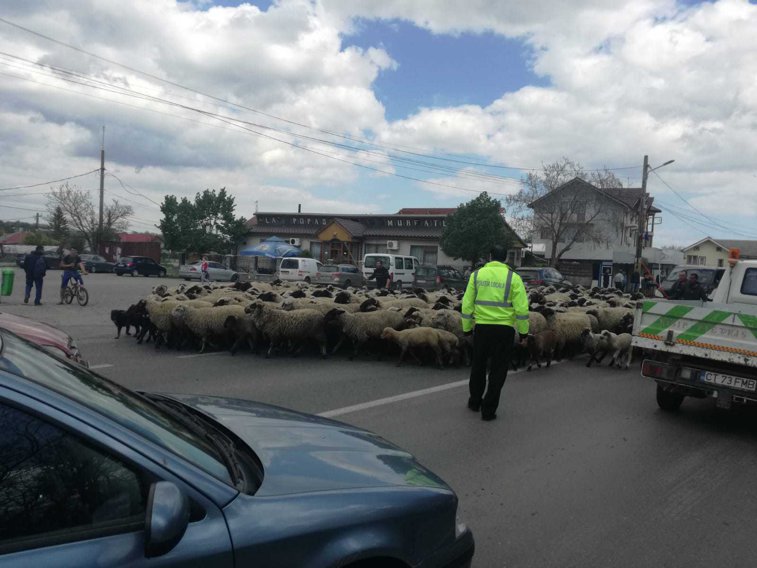 Imaginea articolului Imagini inedite: Poliţiştii din Murfatlar au „dirijat” o turmă de oi să  traverseze DN 3 | FOTO, VIDEO