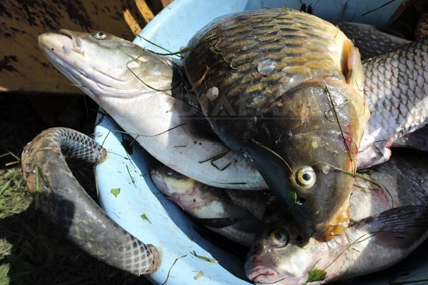 Imaginea articolului Metode „barbare” de pescuit în fluvii „extrem de poluate”/ SCHEMA afacerii ilegale cu peşte din România