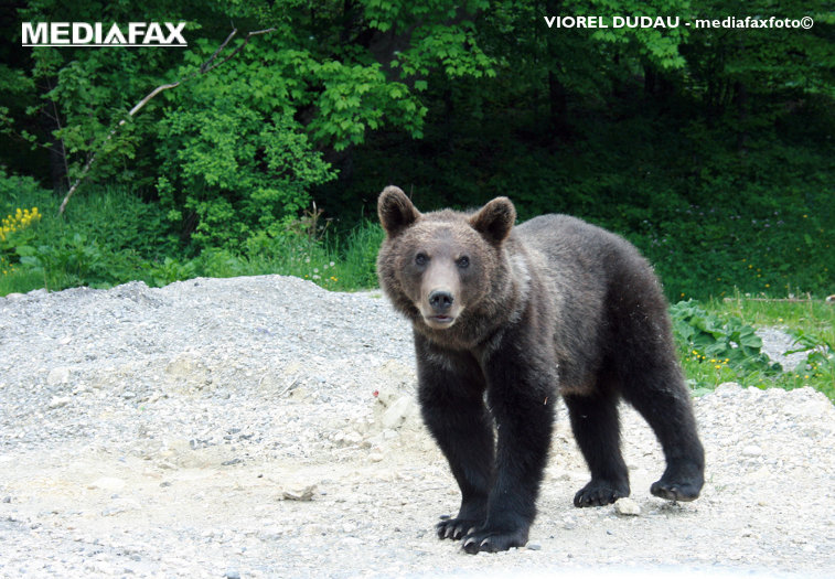 Imaginea articolului Imagini inedite: Un lup a vizitat un grup de urşi, într-o pădure din Braşov | VIDEO