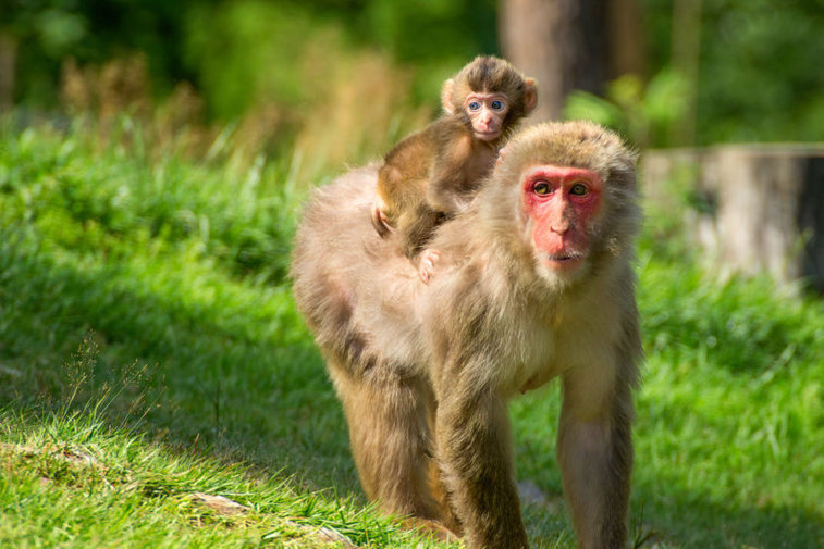 Imaginea articolului Unde au ajuns animalele din casa lui Nuţu Cămătaru, date de gol de maimuţa fugară prinsă pe străzile din sectorul 5