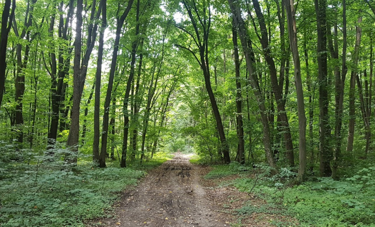 Imaginea articolului Proiect controversat în Bucureşti: O parte din Pădurea Băneasă ar putea fi transformată în parc/ UPDATE Primăria Capitalei anunţă că „nu intenţionează să efectueze defrişări”