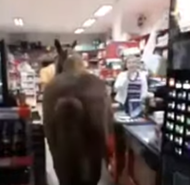 Imaginea articolului IMAGINILE ZILEI: Un bărbat din Buzău a intrat cu un cal în magazin| VIDEO