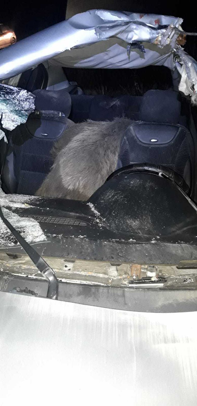 Imaginea articolului Mistreţ proiectat într-o maşină, după un accident. Şoferul a ajuns în stare gravă la spital