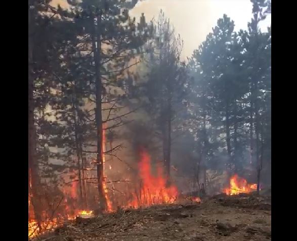 Imaginea articolului Pădure în flăcări în Braşov. Pompierii au intervinit pentru a stinge incendiul