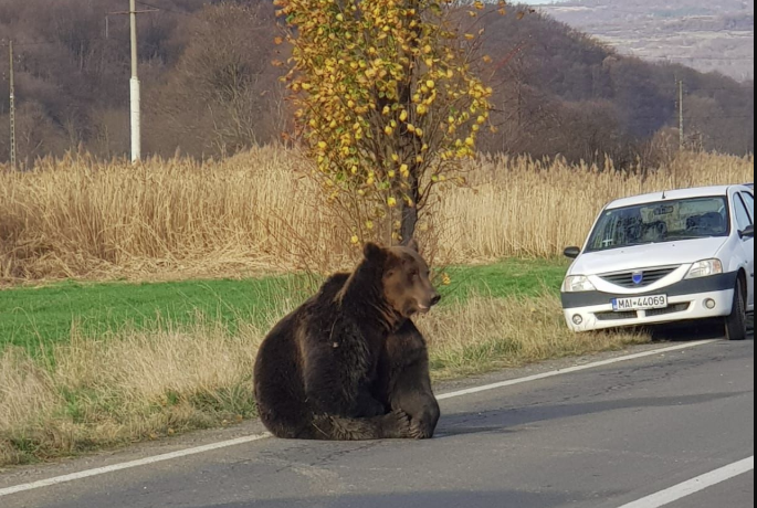 Imaginea articolului Şedinţă la Ministerul Mediului, după cazul ursului rănit, care a agonizat 18 ore pe şosea