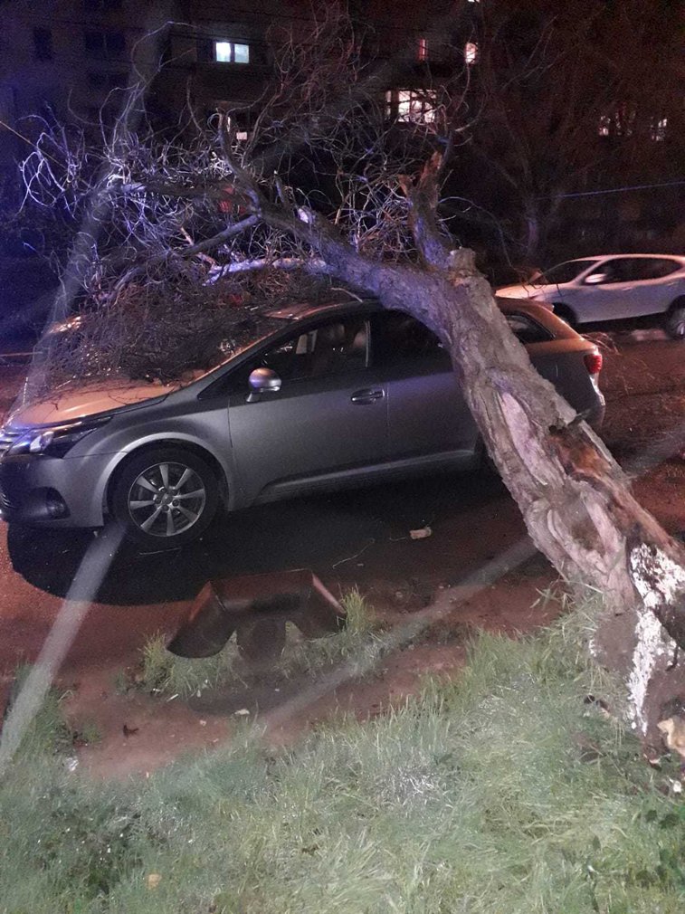 Imaginea articolului Un copac doborât de vânt a căzut peste o maşină în care se afla un copil de trei ani - FOTO