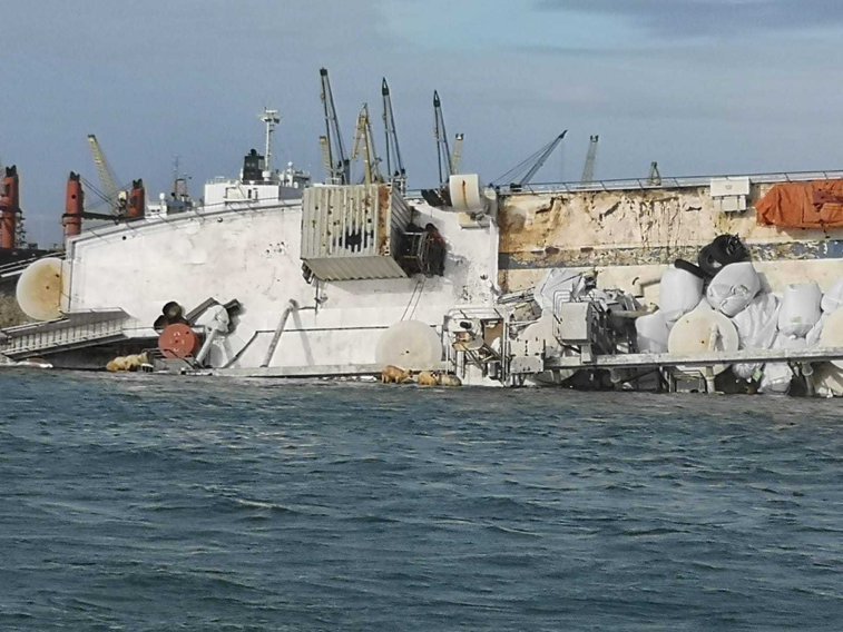 Imaginea articolului VIDEO | O navă cu 14.000 de oi s-a răsturnat în Portul Midia. Unul dintre marinari a căzut peste bord