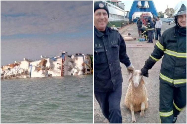 Imaginea articolului Cazul navei răsturnate în Portul Midia a ajuns în Parlamentul European. O organizaţie pentru protecţia animalelor cere declanşarea procedurii de infrigement faţă de România