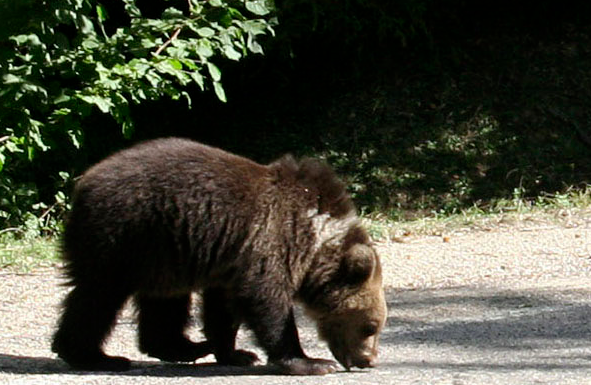 Imaginea articolului Pui de urs grav rănit, după ce a fost lovit de un tren în Braşov. Animalul va fi eutanasiat