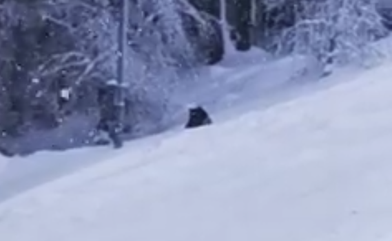 Imaginea articolului VIDEO | Un urs a fost filmat pe o pârtie din Predeal, la doar câţiva metri de turişti. Anunţul Jandarmeriei