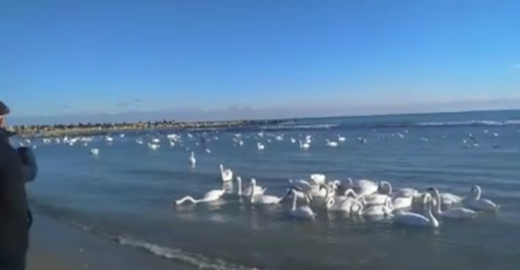Imaginea articolului Lebedele din Golful Turcului, din Eforie, spectacol pentru turiştii de pe litoral la început de an | VIDEO