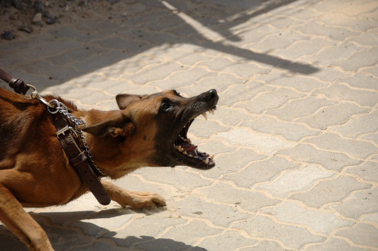 Imaginea articolului Anchetă la Bistriţa, după ce un adolescent şi-a pus câinii să sfâşie un câine vagabond