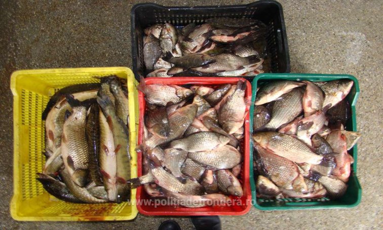 Imaginea articolului Peste jumătate de tonă de peşte, confiscată de poliţiştii de frontieră din Sulina | FOTO