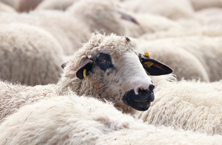 Imaginea articolului Autostrada A2 a fost blocată de oi şi măgari. Reacţia unuia dintre ciobani: „Brânza îţi place” - VIDEO