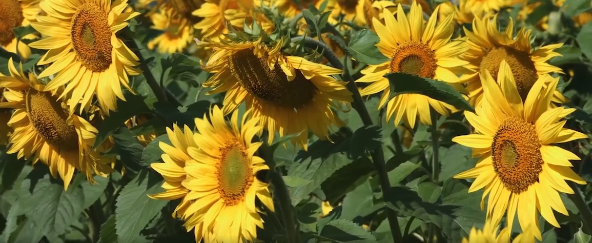 Ministrul Agriculturii îndeamnă fermierii să se descurce ca să poată cultiva floarea soarelui | VIDEO