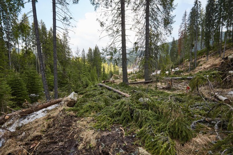 Imaginea articolului Comisia Europeană a activat procedura de infringement pentru România din cauza tăierilor ilegale de păduri