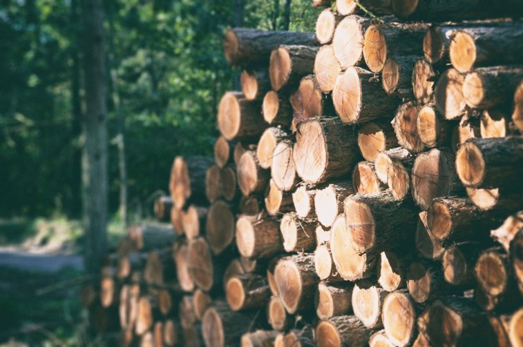 Imaginea articolului Soluţiile PLUS, după ce Comisia Europeană a activat procedura de infringement: Primul pas e transparentizarea pieţei lemnului în România
