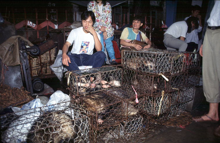Imaginea articolului În sfârşit! China se pregăteşte să interzică posibila sursă a COVID-19 – consumul de carne de câine