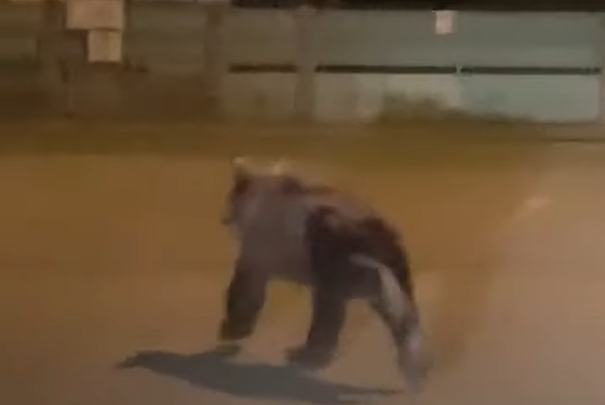 Imaginea articolului Imagini inedite! Pui de urs surprins de un şofer pe străzile din Câmpia Turzii, Cluj| VIDEO