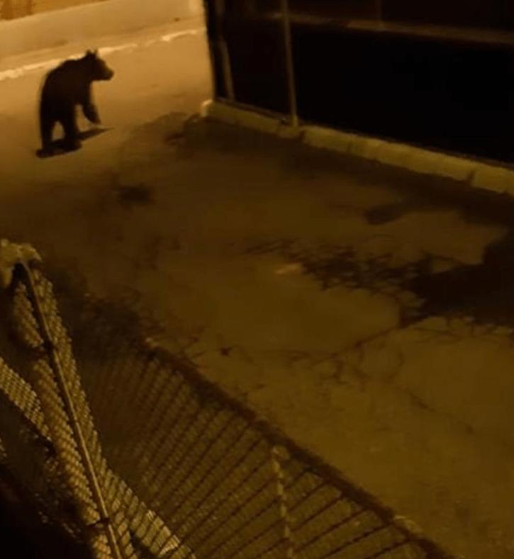 Imaginea articolului VIDEO Atenţie, vine ursul! Mesaj Ro-Alert în această noapte pentru locuitorii dintr-un oraş din Cluj