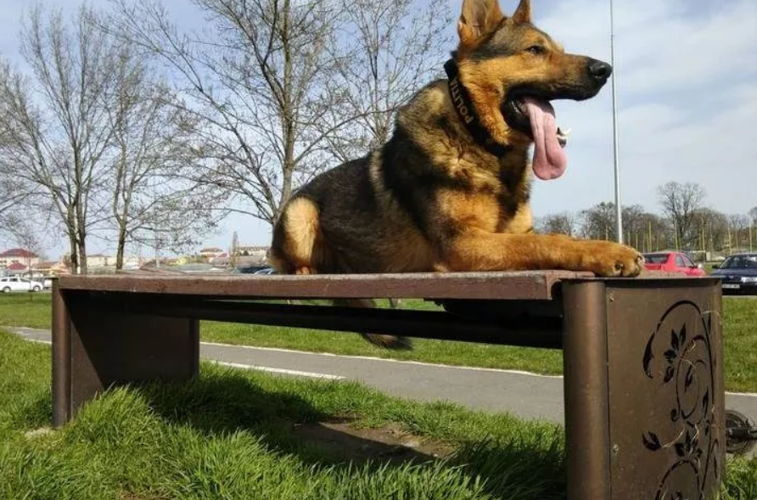 Imaginea articolului Câinele poliţist Ozzy a ajutat la găsirea unei femei rătăcite în judeţul Bihor