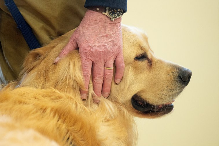 Imaginea articolului Câinele tău s-ar putea îmbolnăvi de COVID-19 de la tine? Ce spun specialiştii români despre un studiu al cercetătorilor italieni