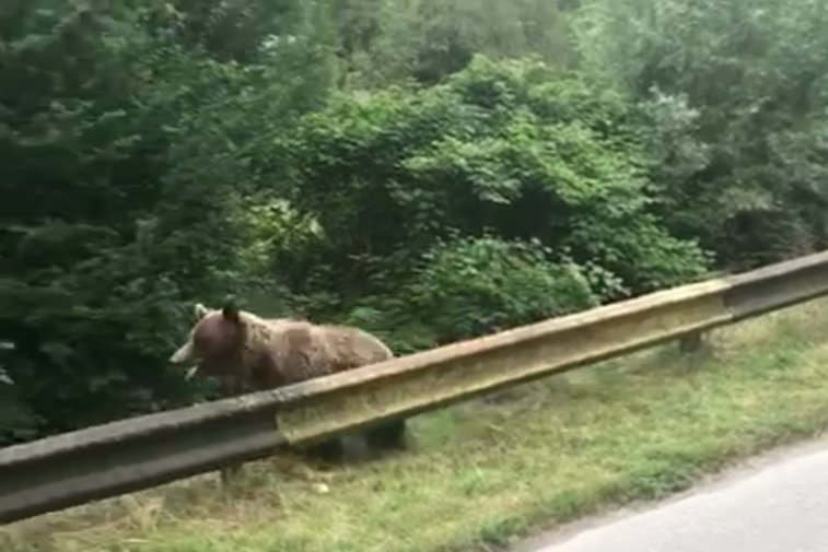 Imaginea articolului VIDEO: O ursoaică şi puii ei au provocat momente de panică în Prahova