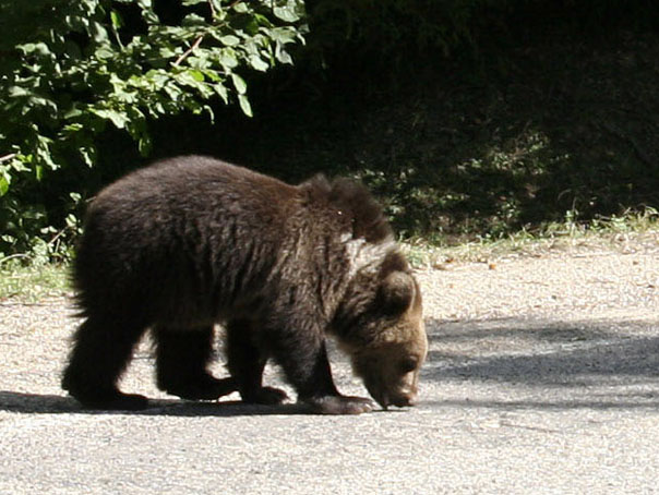 Imaginea articolului S-a trecut la amenzi. Turişti sancţionaţi în zona Vidraru pentru că au hrănit o ursoaică şi puii acesteia