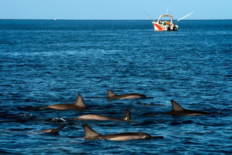 Imaginea articolului Mai mulţi delfini au fost găsiţi morţi pe o plajă din Mauritius, în zona în care vasul petrolier a cauzat un dezastru ecologic
