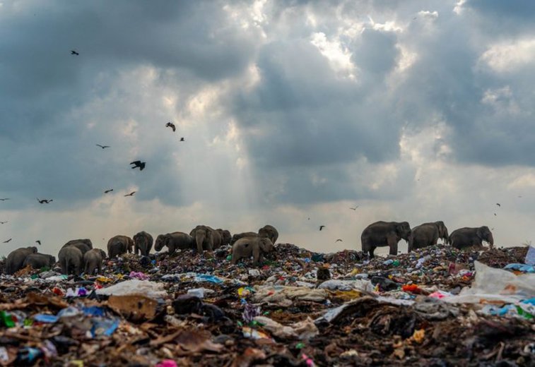 Imaginea articolului O poză cutremurătoare, cu o turmă de elefanţi mâncând din gunoaie, a fost premiată la competiţia Royal Society of Biology