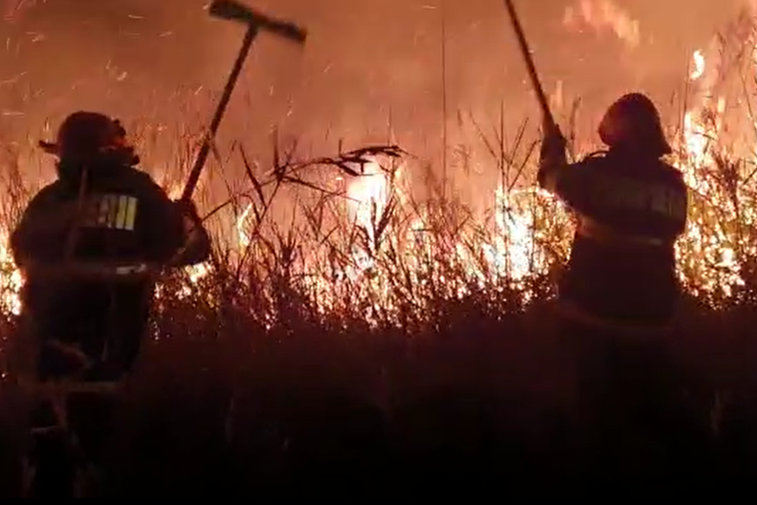 Imaginea articolului Delta Dunării, în flăcări. Aproximativ 400 hectare de teren din Rezervaţia Biosferei Delta Dunării au ars noaptea trecută