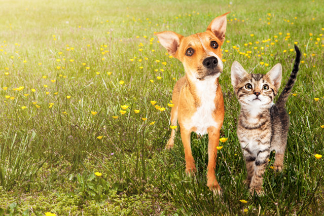 Pet owners can vaccinate their dogs and cats against the coronavirus