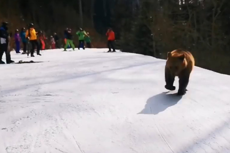 Imaginea articolului VIDEO Un urs jucăuş i-a pus pe turişti într-o situaţie inedită. Finalul cursei în josul pârtiei, după ce un schior curajos l-a ademenit pe „Moş Martin” 
