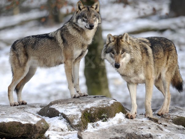 Sequel Horizontal Political Doi lupi, filmaţi într-o pădure din Piatra Craiului. Specialiştii  analizează traseele animalelor