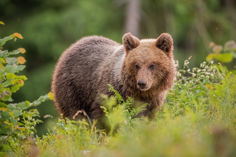 Imaginea articolului Cât costă să împuşti un urs? Tariful poate ajunge până la 20.000 de euro