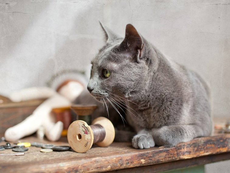 Imaginea articolului ”De ce dărâmă pisicile obiecte?”. Un medic veterinar oferă explicaţia