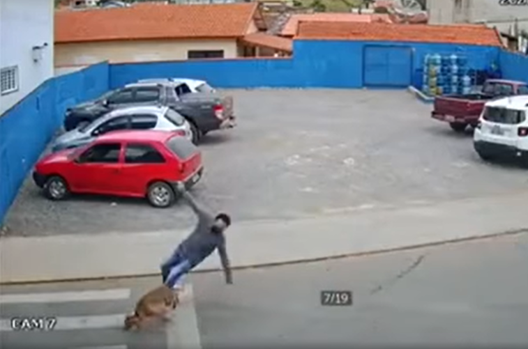 Imaginea articolului VIDEO Lovit de câine pe trecerea de pietoni. Momentul a fost surprins în Brazilia